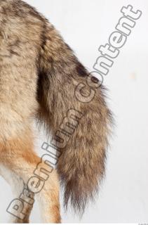 Wolf leg photo reference 0008